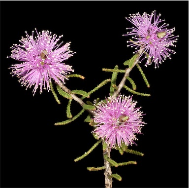 APII jpeg image of Melaleuca sclerophylla  © contact APII