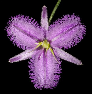 APII jpeg image of Thysanotus manglesianus  © contact APII