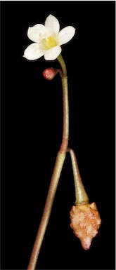 APII jpeg image of Calandrinia sp. Piawaning (A.C.Beauglehole 12257)  © contact APII