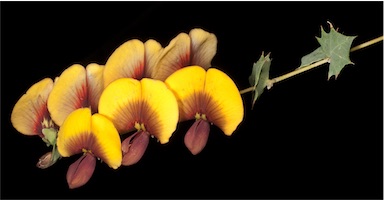 APII jpeg image of Bossiaea aquifolium  © contact APII