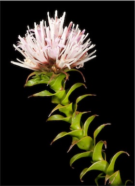 APII jpeg image of Andersonia sp. Mysosma (E.A. Griffin 2213)  © contact APII