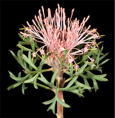 APII jpeg image of Isopogon dubius  © contact APII