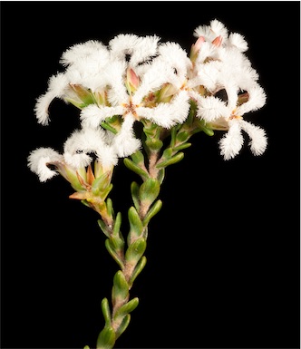 APII jpeg image of Leucopogon oldfieldii  © contact APII