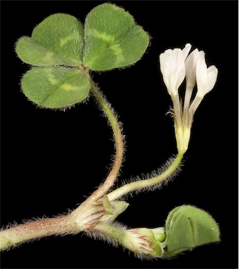 APII jpeg image of Trifolium subterraneum  © contact APII