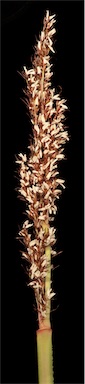 APII jpeg image of Anarthria scabra  © contact APII