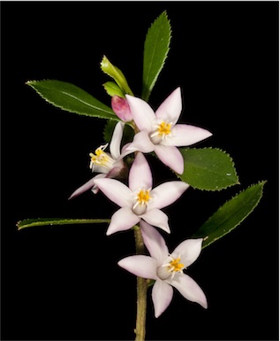 APII jpeg image of Crowea angustifolia  © contact APII