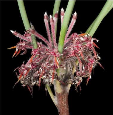 APII jpeg image of Isopogon scabriusculus subsp. pubifloris  © contact APII