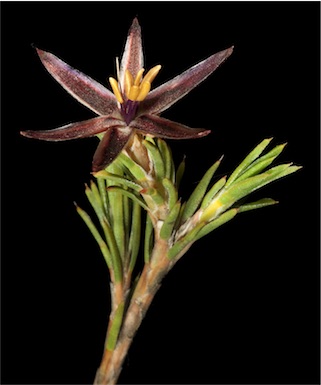 APII jpeg image of Calectasia grandiflora subsp. Wheatbelt (A.M.Coates 4315) WA  © contact APII