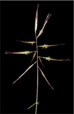 APII jpeg image of Austrodanthonia sp.  © contact APII