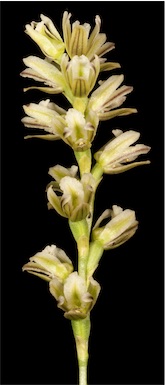 APII jpeg image of Prasophyllum cyphochilum  © contact APII