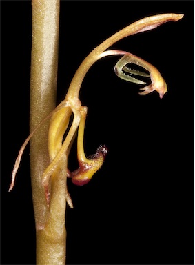 APII jpeg image of Spiculaea ciliata  © contact APII