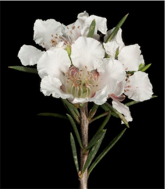 APII jpeg image of Paragonis grandiflora  © contact APII
