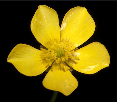 APII jpeg image of Ranunculus colonorum  © contact APII