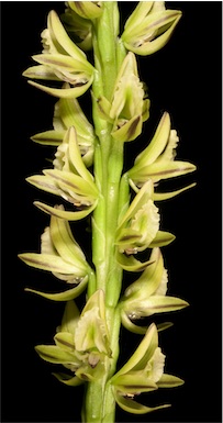 APII jpeg image of Prasophyllum brownii  © contact APII