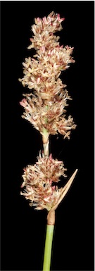 APII jpeg image of Lepyrodia glauca  © contact APII