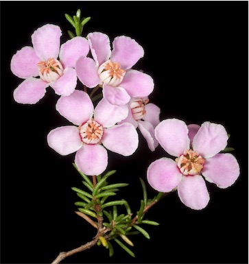 APII jpeg image of Babingtonia pelloeae  © contact APII