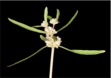 APII jpeg image of Alternanthera denticulata  © contact APII