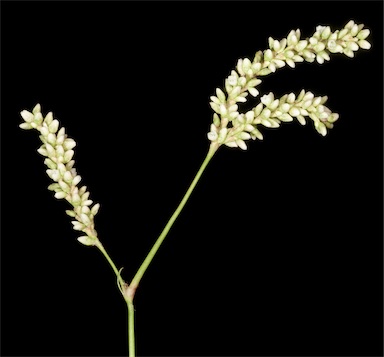 APII jpeg image of Persicaria maculosa  © contact APII