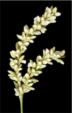 APII jpeg image of Persicaria maculosa  © contact APII