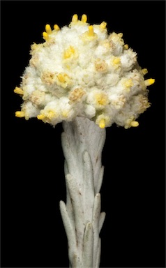 APII jpeg image of Leucophyta brownii  © contact APII