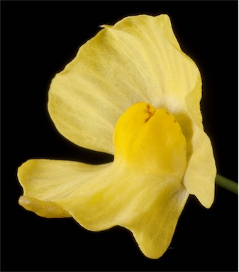 APII jpeg image of Utricularia gibba  © contact APII
