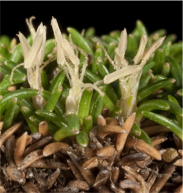 APII jpeg image of Leucopogon dielsianus  © contact APII