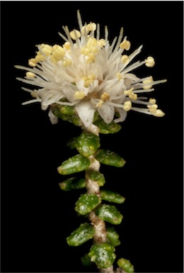 APII jpeg image of Microcybe albiflora  © contact APII