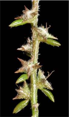 APII jpeg image of Sclerolaena parviflora  © contact APII