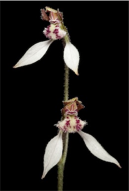 APII jpeg image of Eriochilus helonomos  © contact APII