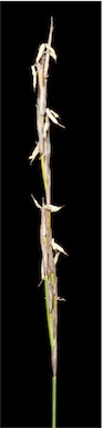 APII jpeg image of Tetraria sp. Jarrah Forest (R.Davis 7391)  © contact APII