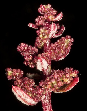 APII jpeg image of Chenopodium glaucum  © contact APII