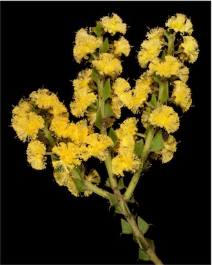 APII jpeg image of Acacia chrysocephala  © contact APII