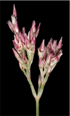 APII jpeg image of Polycarpaea longiflora  © contact APII