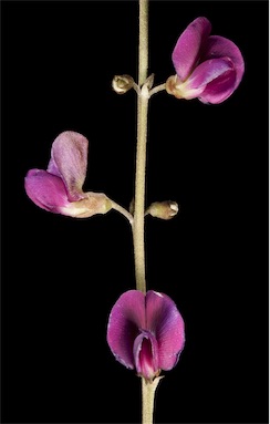 APII jpeg image of Tephrosia rosea var. Fortescue creeks (M.I.H.Brooke  © contact APII