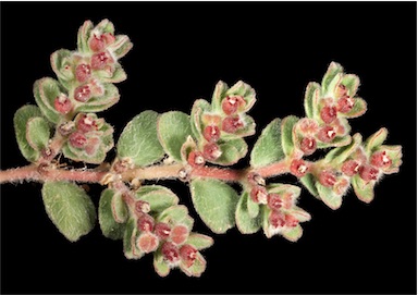 APII jpeg image of Euphorbia sp.  © contact APII