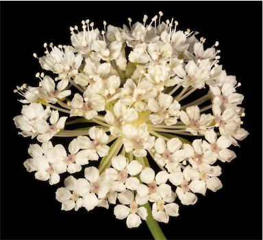 APII jpeg image of Trachymene oleracea  © contact APII