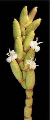 APII jpeg image of Muellerolimon salicorniaceum  © contact APII