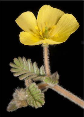 APII jpeg image of Tribulus occidentalis  © contact APII