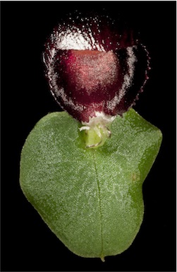APII jpeg image of Corybas recurvus  © contact APII