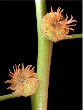 APII jpeg image of Tersonia cyathiflora  © contact APII