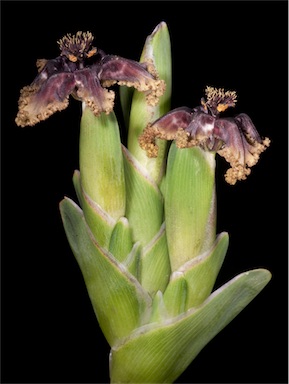 APII jpeg image of Ferraria crispa  © contact APII