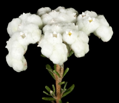 APII jpeg image of Dicrastylis rugosifolia  © contact APII
