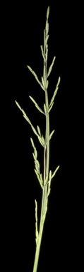 APII jpeg image of Puccinellia stricta  © contact APII