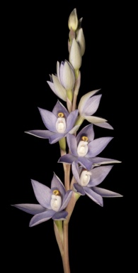 APII jpeg image of Thelymitra petrophila  © contact APII