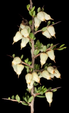 APII jpeg image of Cryptandra arbutiflora var. arbutiflora  © contact APII