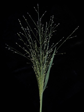 APII jpeg image of Panicum effusum  © contact APII