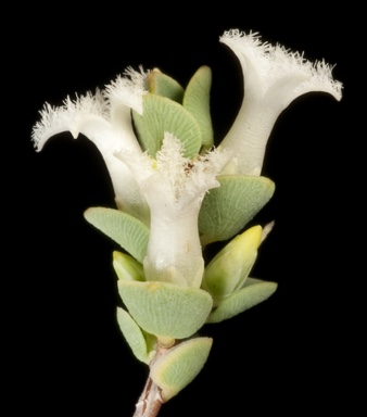 APII jpeg image of Leucopogon sp. Boorabbin (K.R.Newbey 8374)  © contact APII