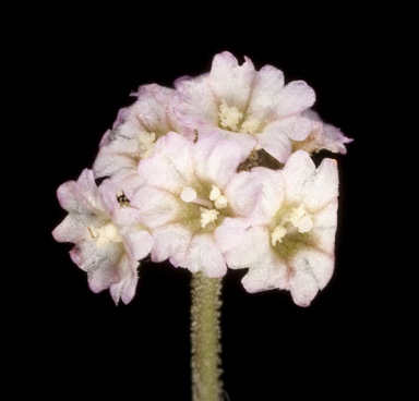 APII jpeg image of Boerhavia coccinea  © contact APII