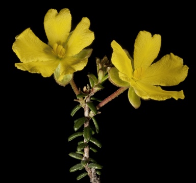 APII jpeg image of Hibbertia microphylla  © contact APII