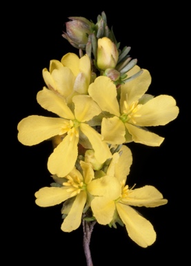APII jpeg image of Hibbertia rupicola  © contact APII